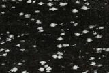 Polished Snowflake Obsidian Section - Utah #114205-1